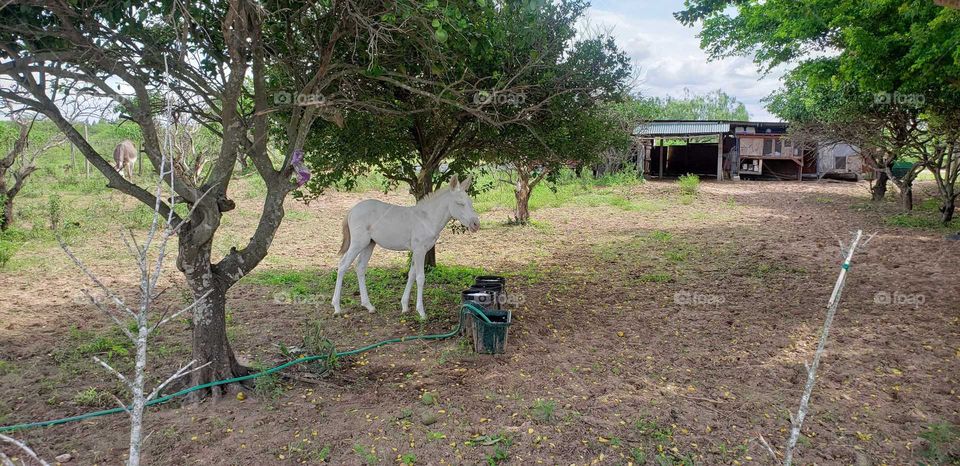 Albino Hinny Hybrid Horse Donkey