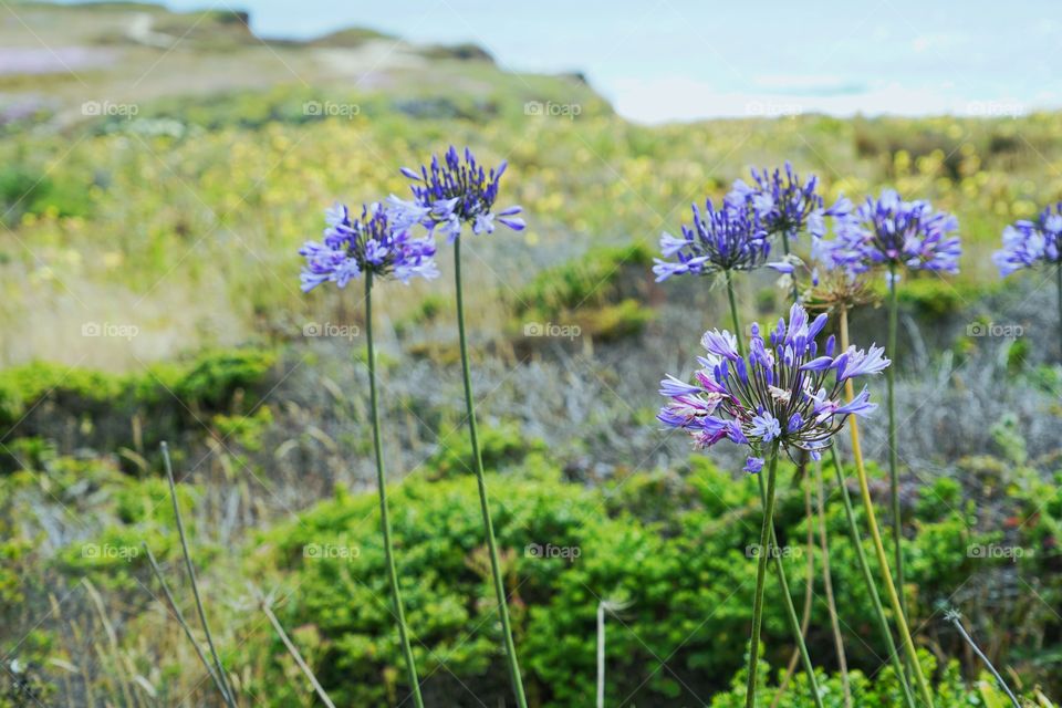 Purple Wildflowers On The California Coast