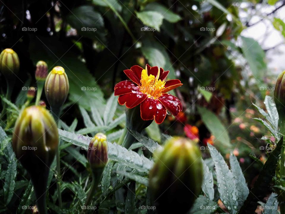 dew drops on flower