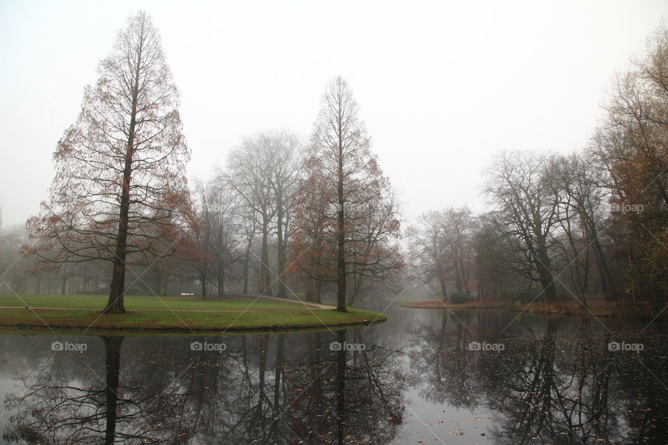 trees and fog