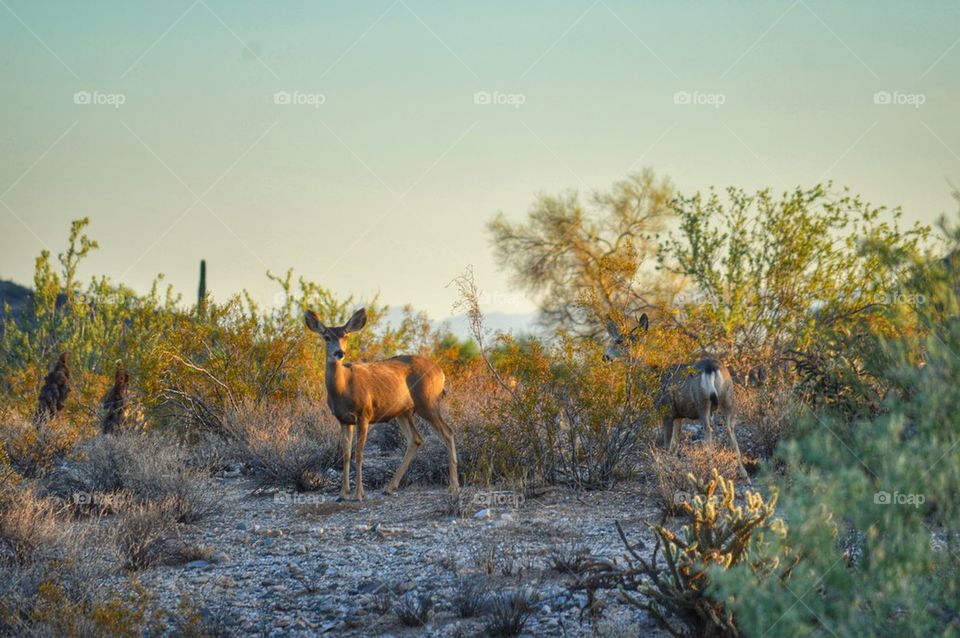 deer in the desert
