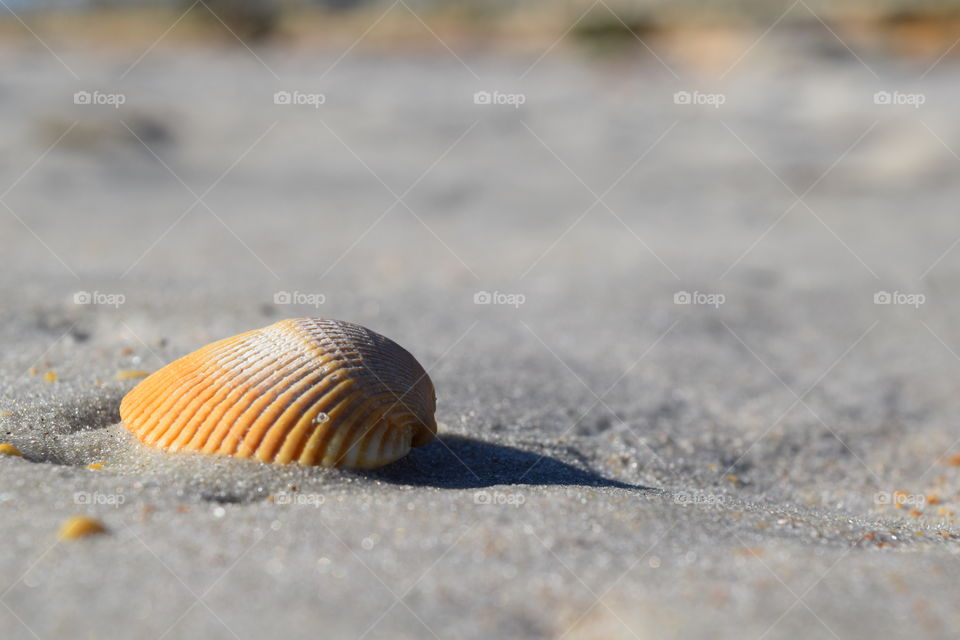 Sea Shell