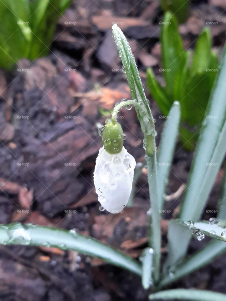 Spring is caming. Snowdrops in the raindrops. Zielona Góra, Poland.