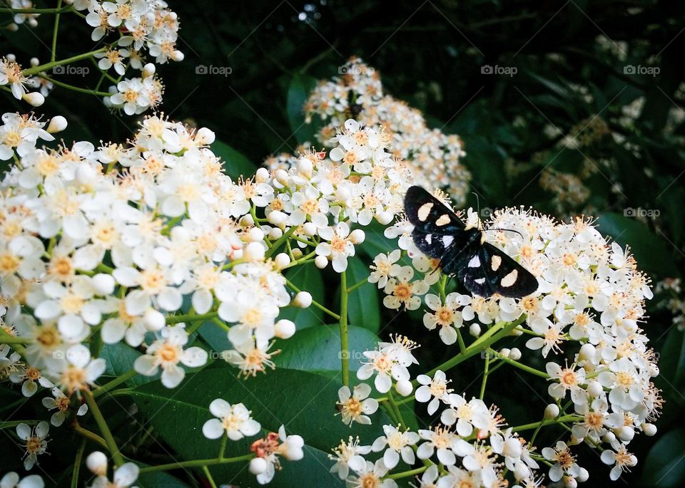 Eight Spotted Forester Butterfly on a Blooming Red Tip Photinia Bush in Spring