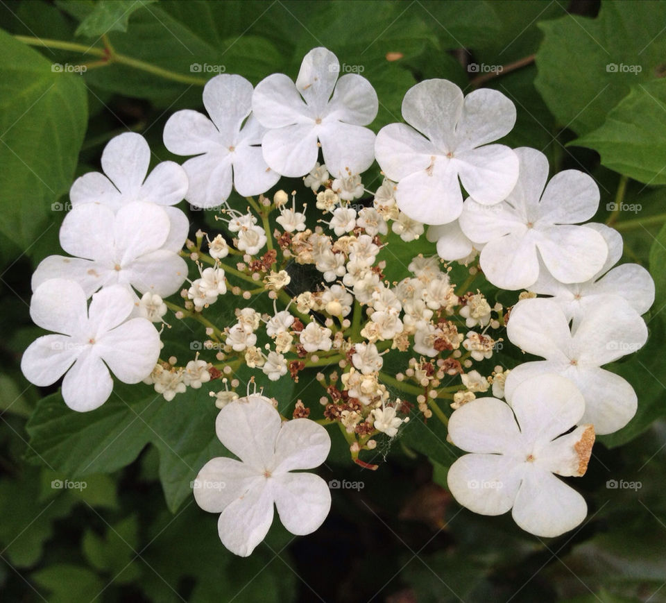 flowers by harpleblues