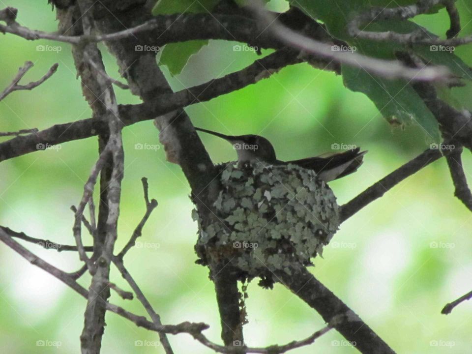 hummingbird nesting