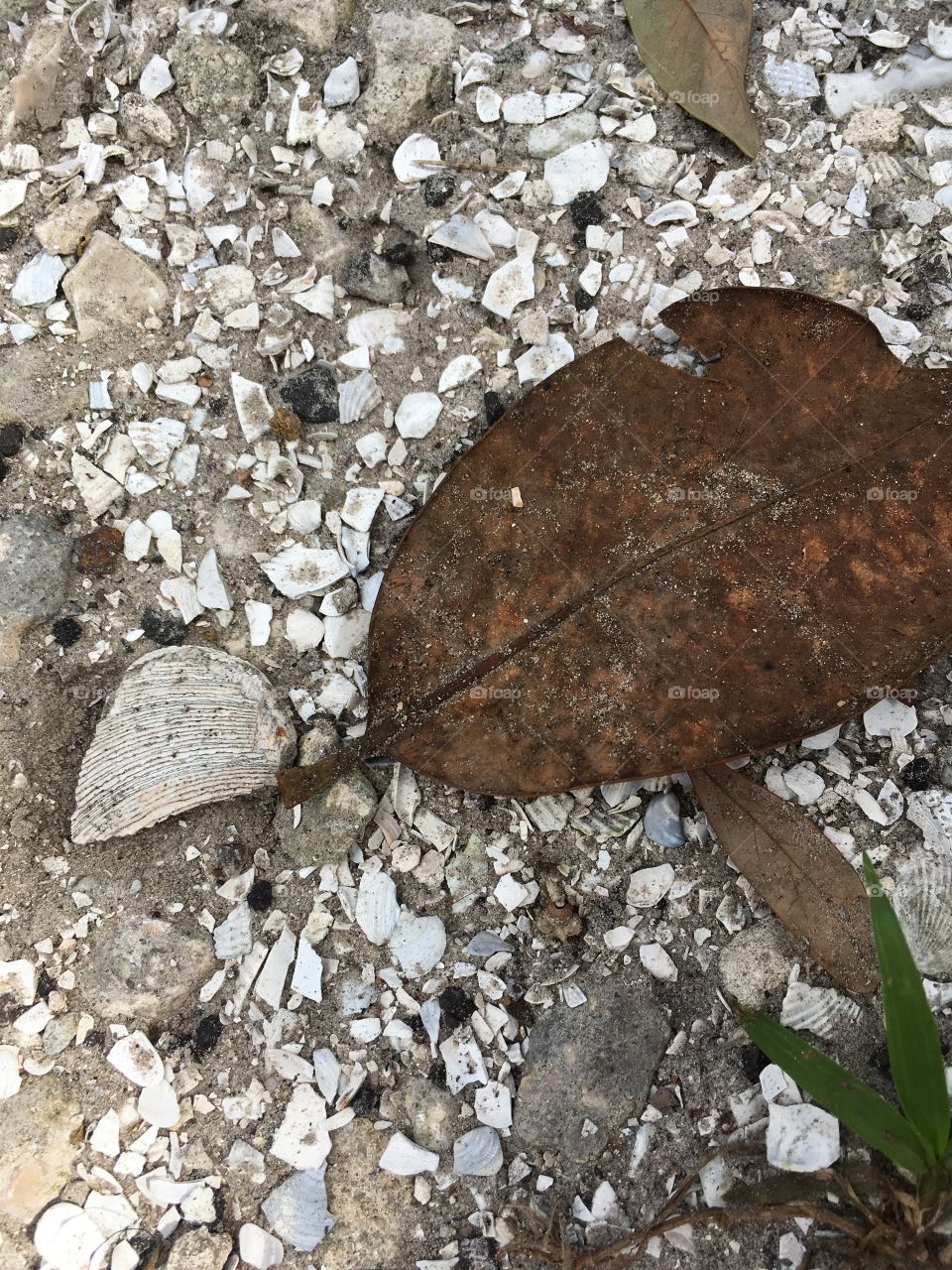 Leaf with seashells 