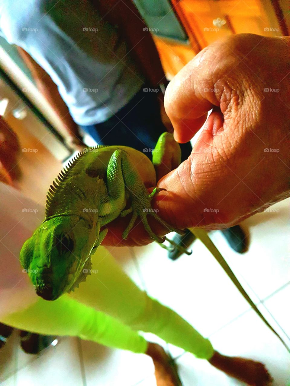 The cutest pets in the world