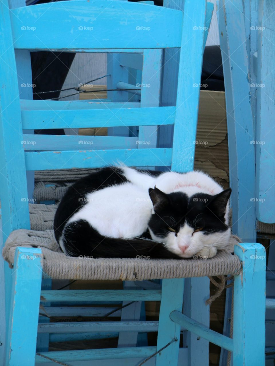 cat katt animal greece by cabday