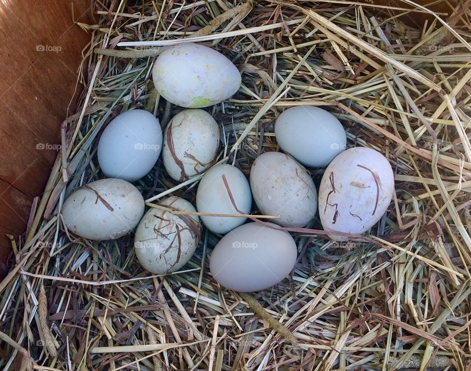 Chicken eggs in coop hay natural organic food