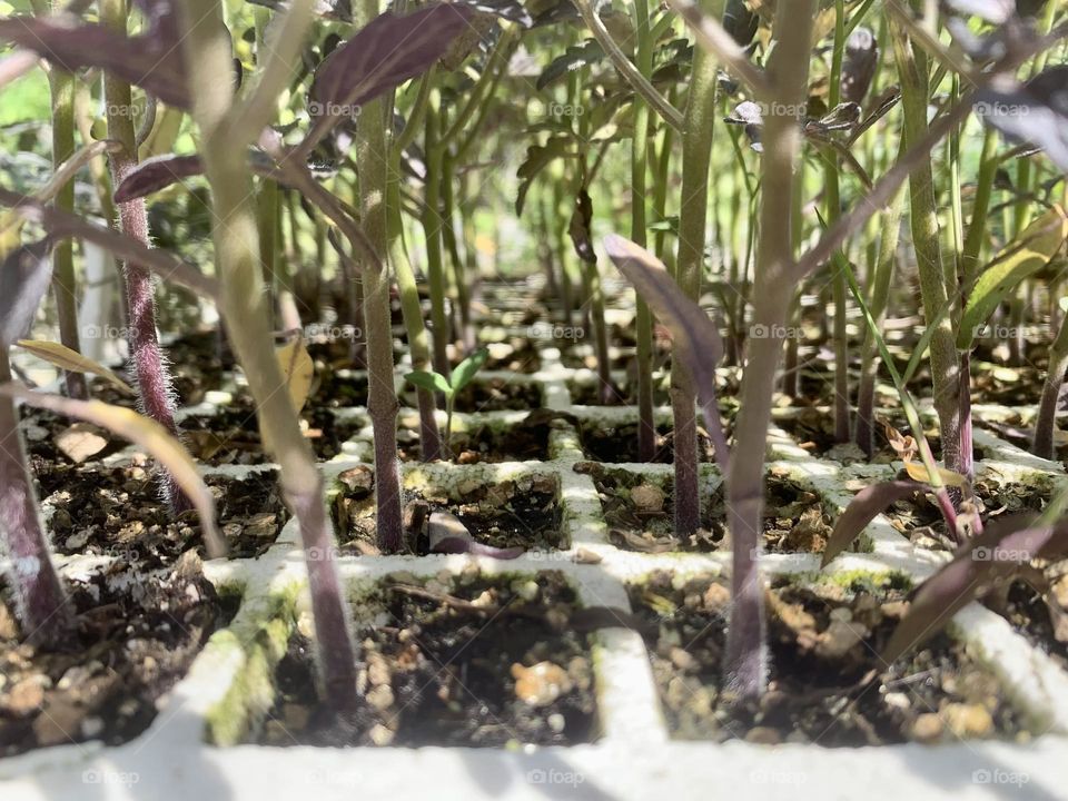 Tomatoes plants