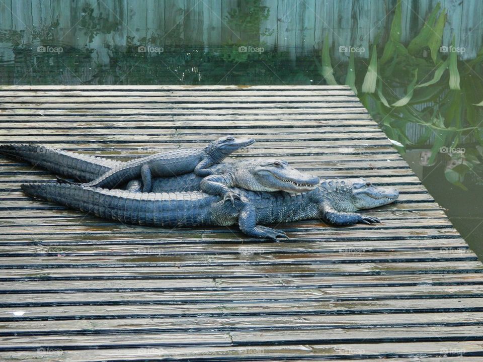 Alligator stack 