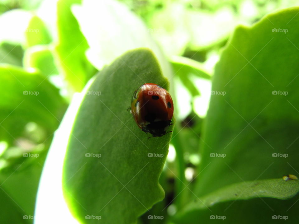 Lady Bug