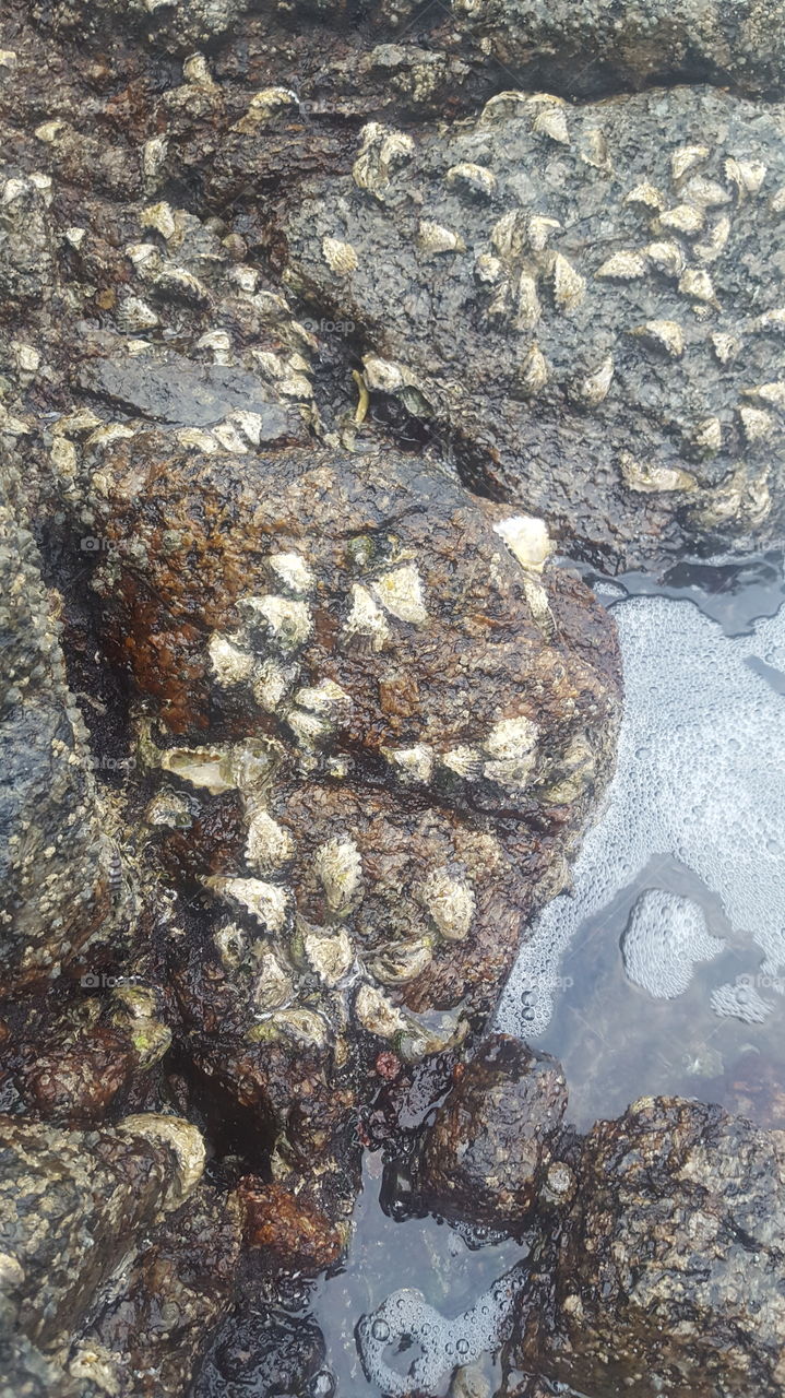 shells on a rock