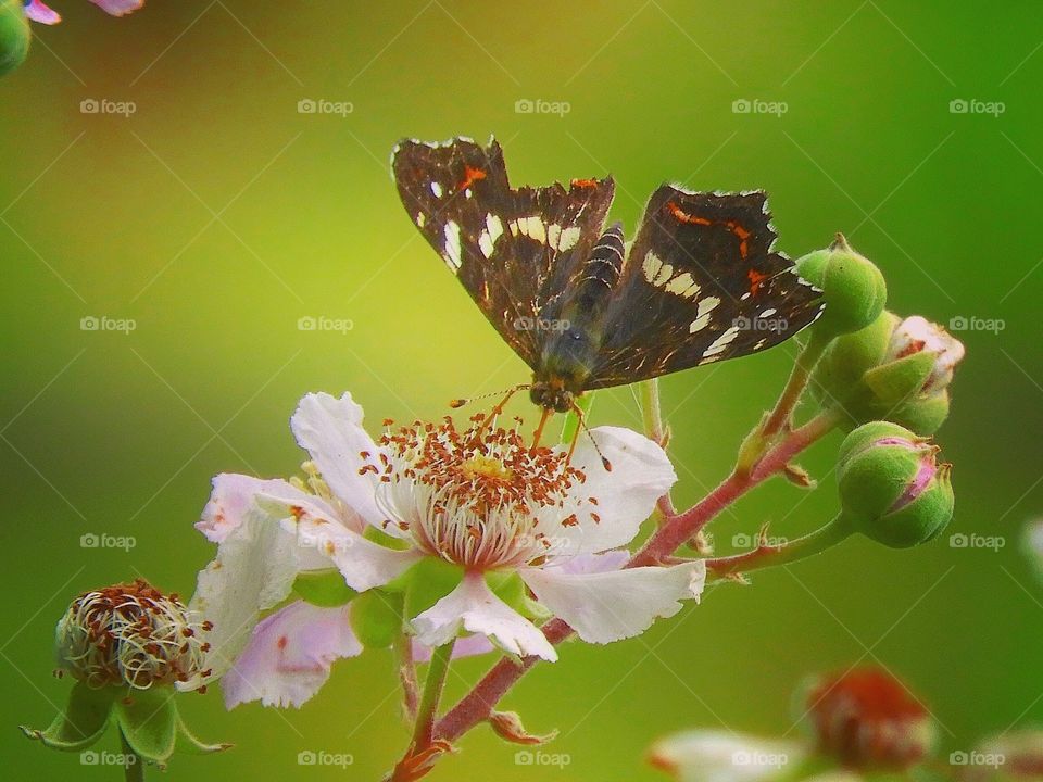 Mapbutterfly butterfly 