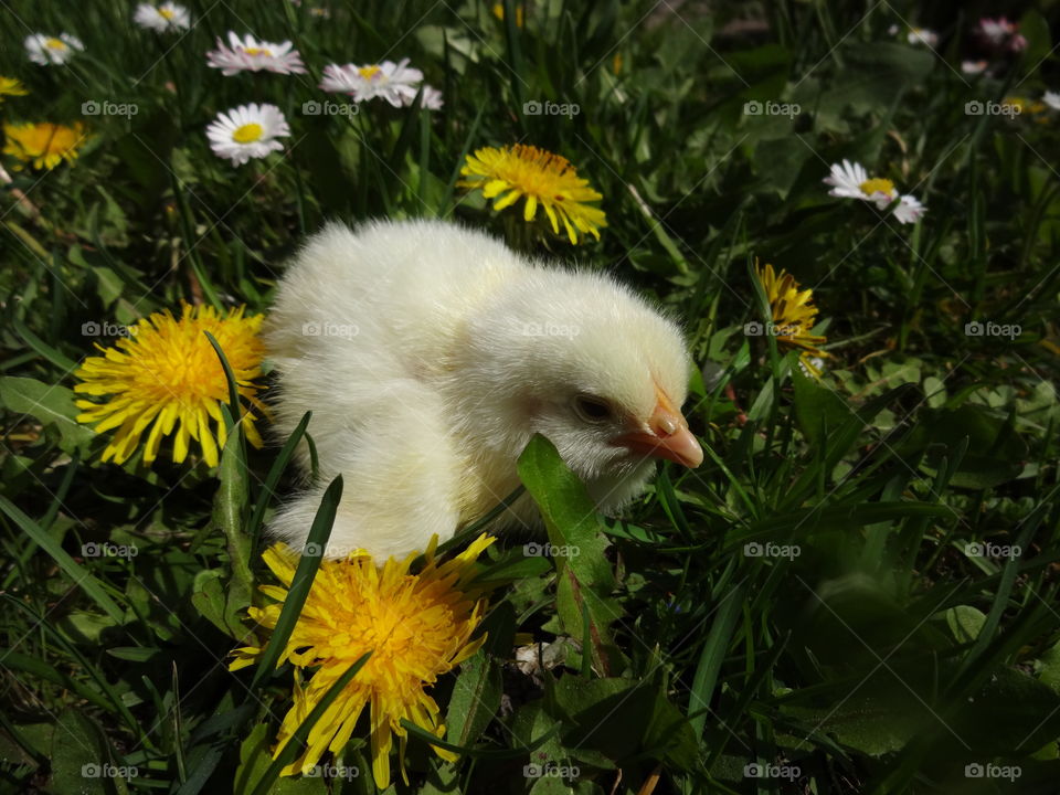 baby chick in flower