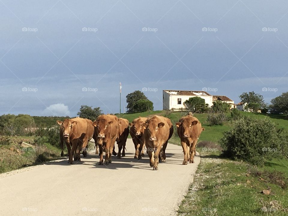 Cattle on the road
