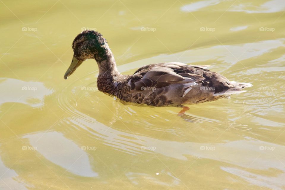 Duck Paddling