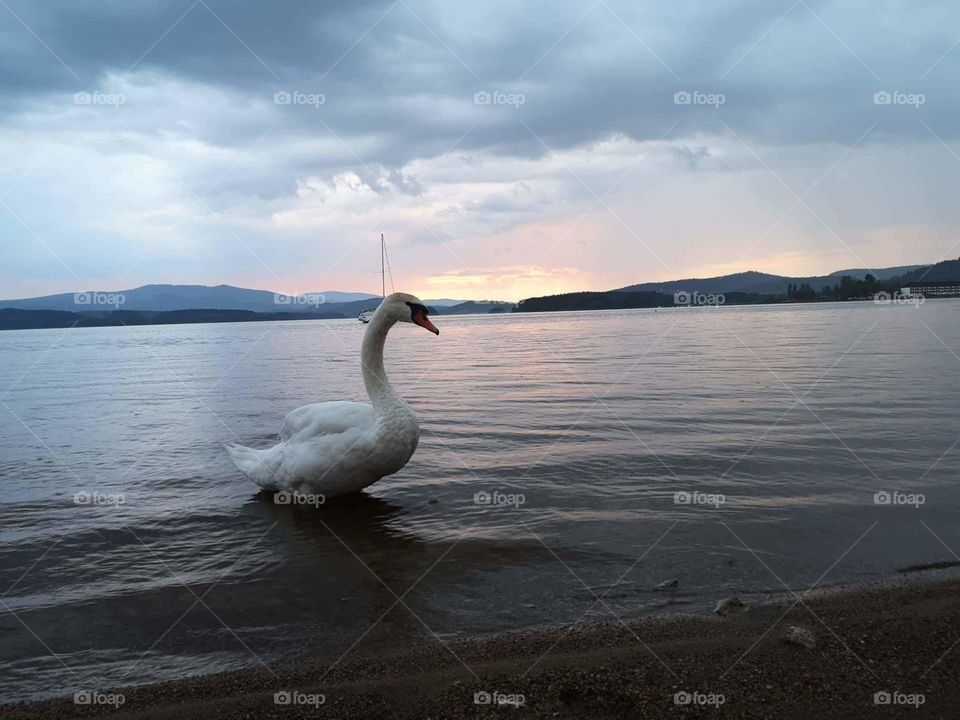 A beautiful white swan on the beach