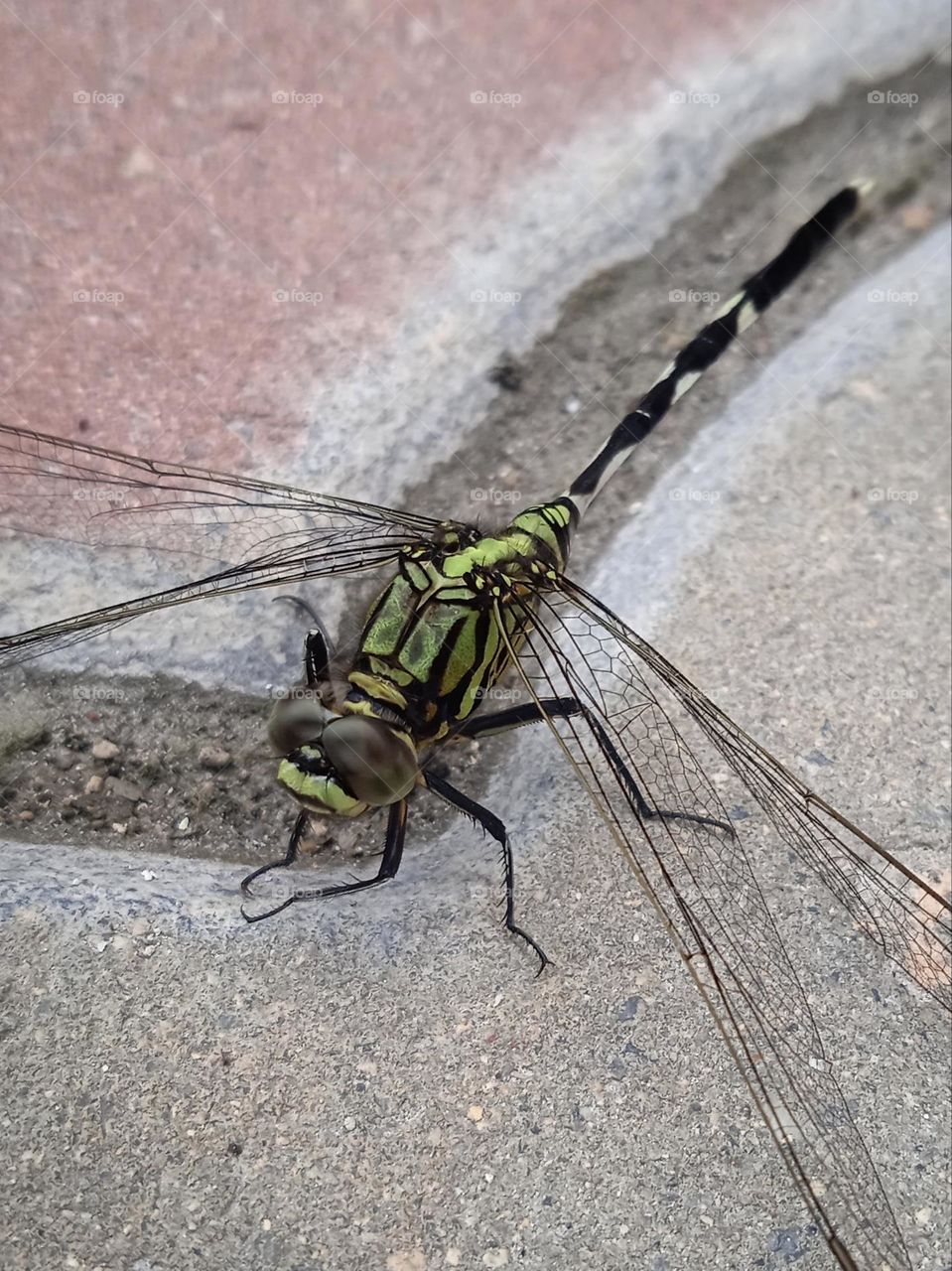 Dragonfly.