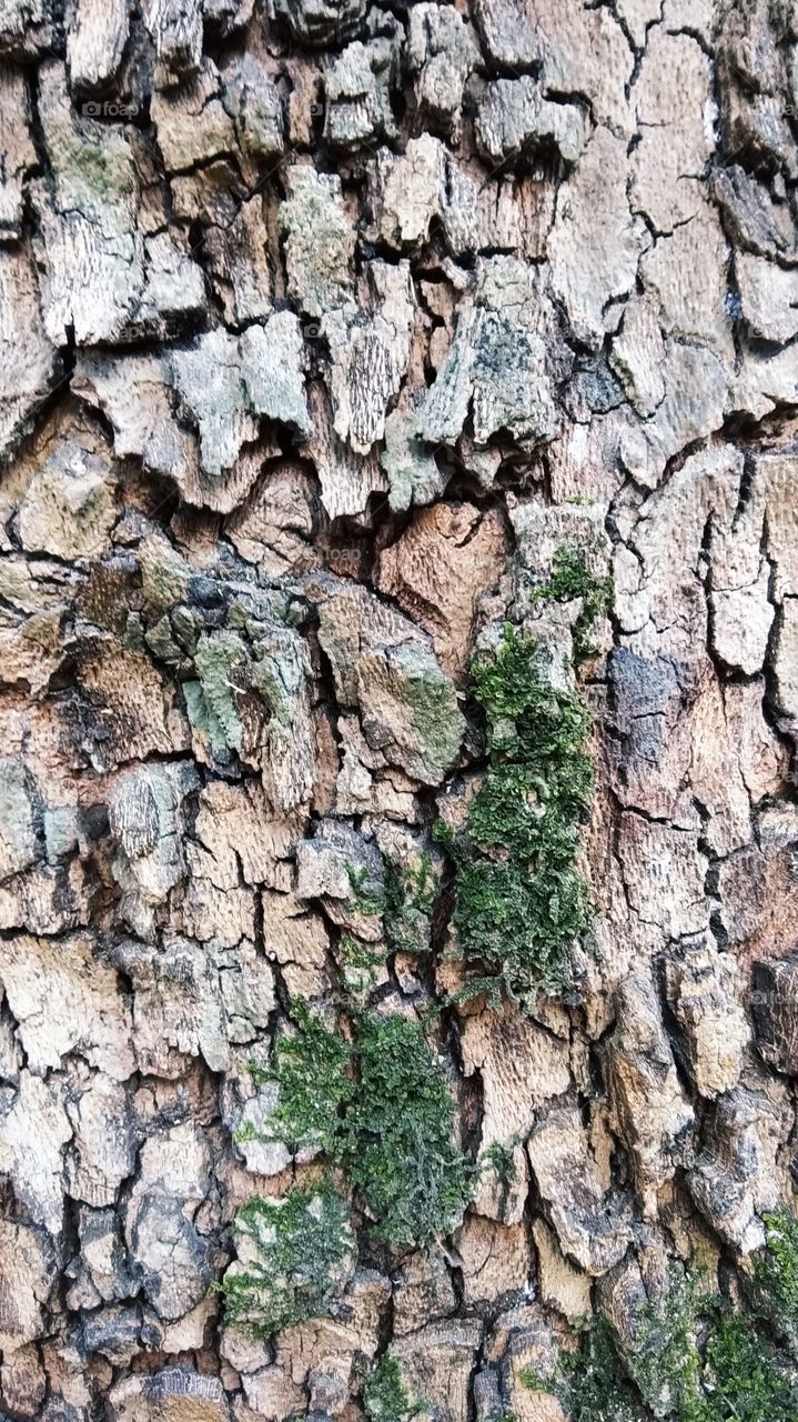 кора, дерево