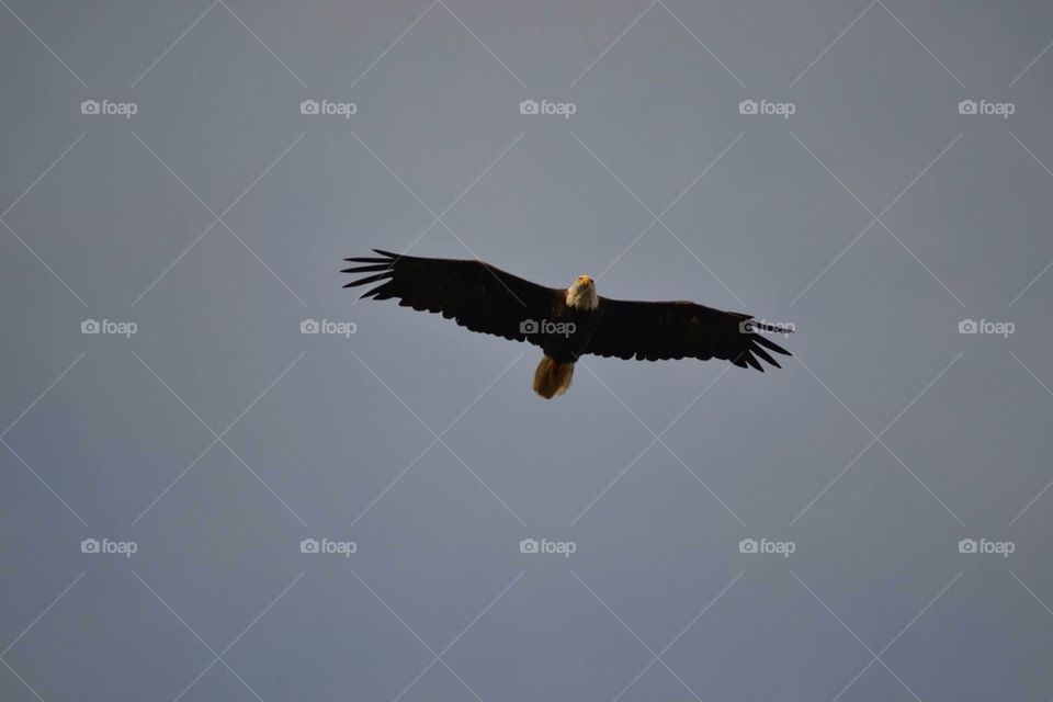Maine Bald Eagle