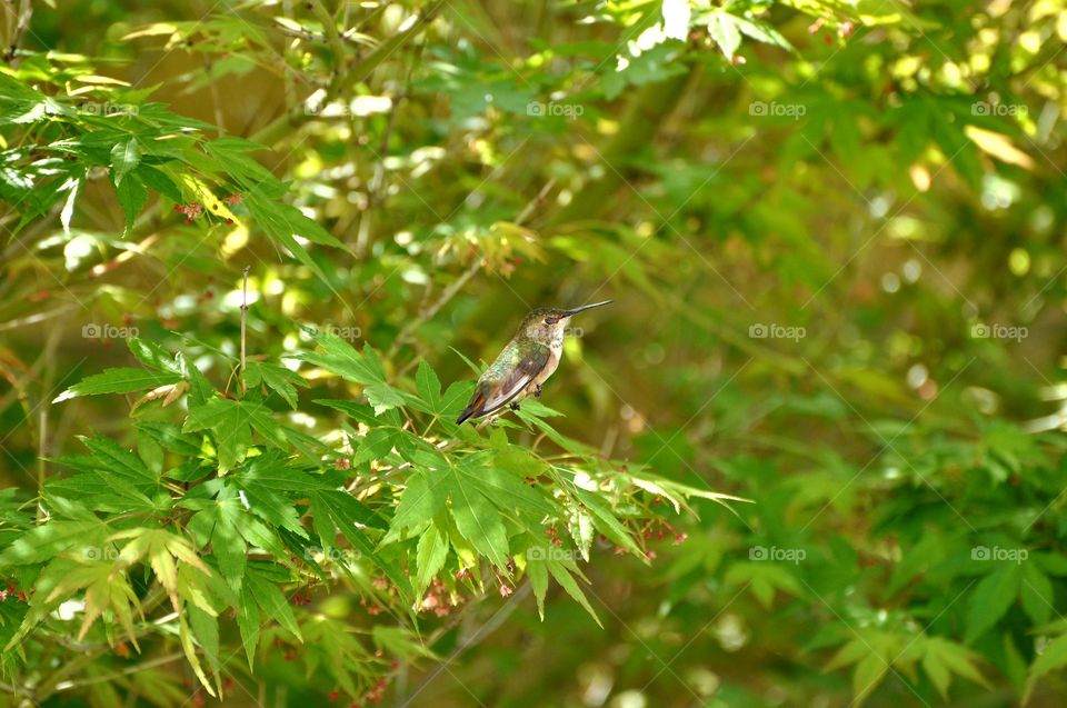 Resting hummingbird