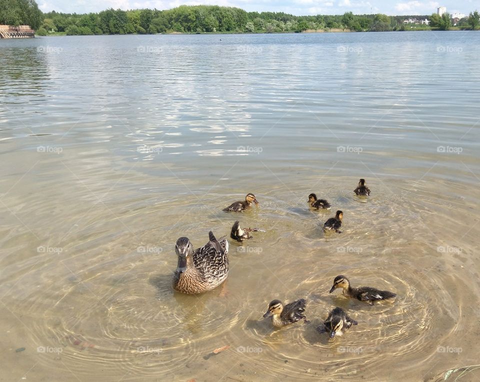 duck and ducklings on a lake spring time