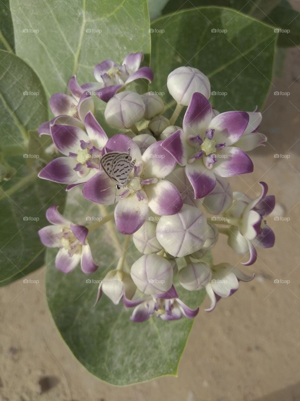 calotropis procera, Akkra, white nd purple colour flower looks very beautiful generally found everywhere fresh seasonal
