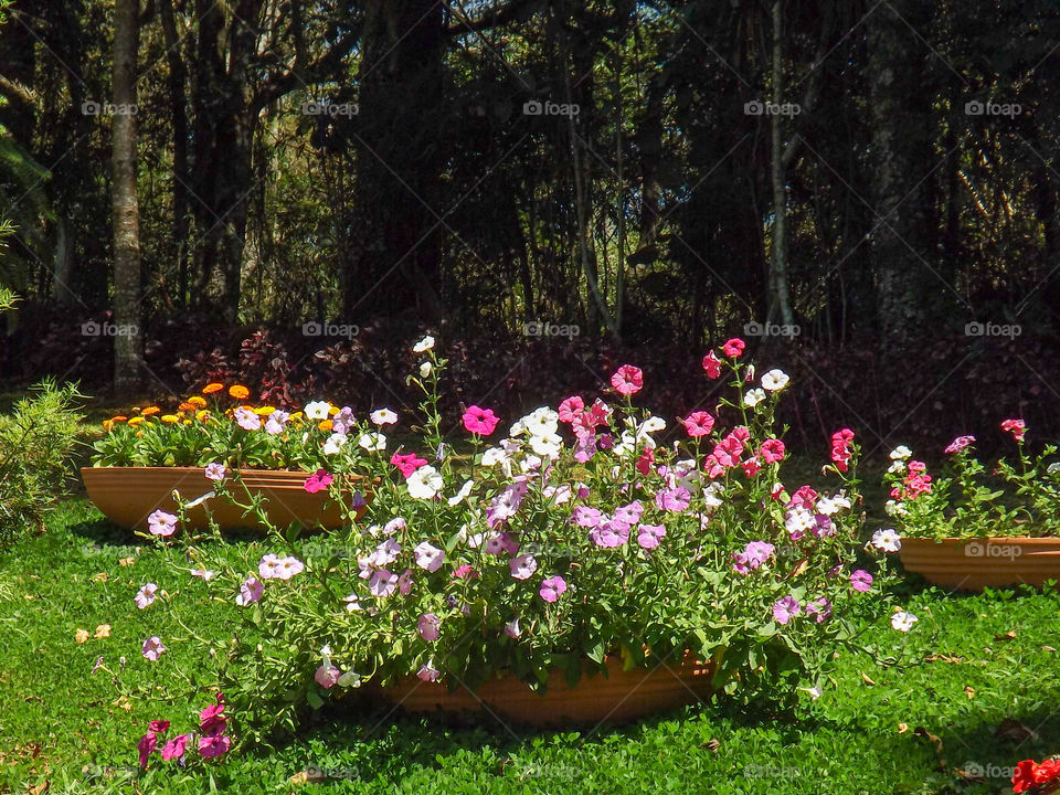 Flowers in Garden!