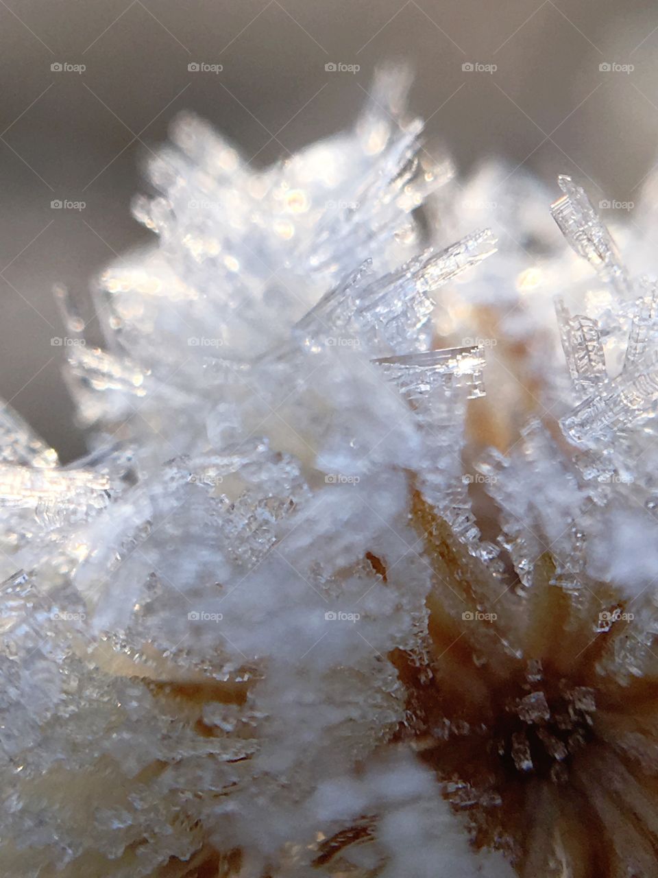 Close up of the frost