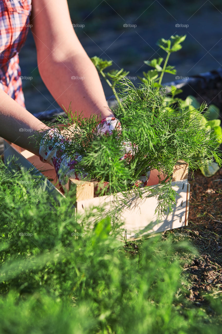 Woman working in a home garden in the backyard, picking the vegetables and put to wooden box. Candid people, real moments, authentic situations