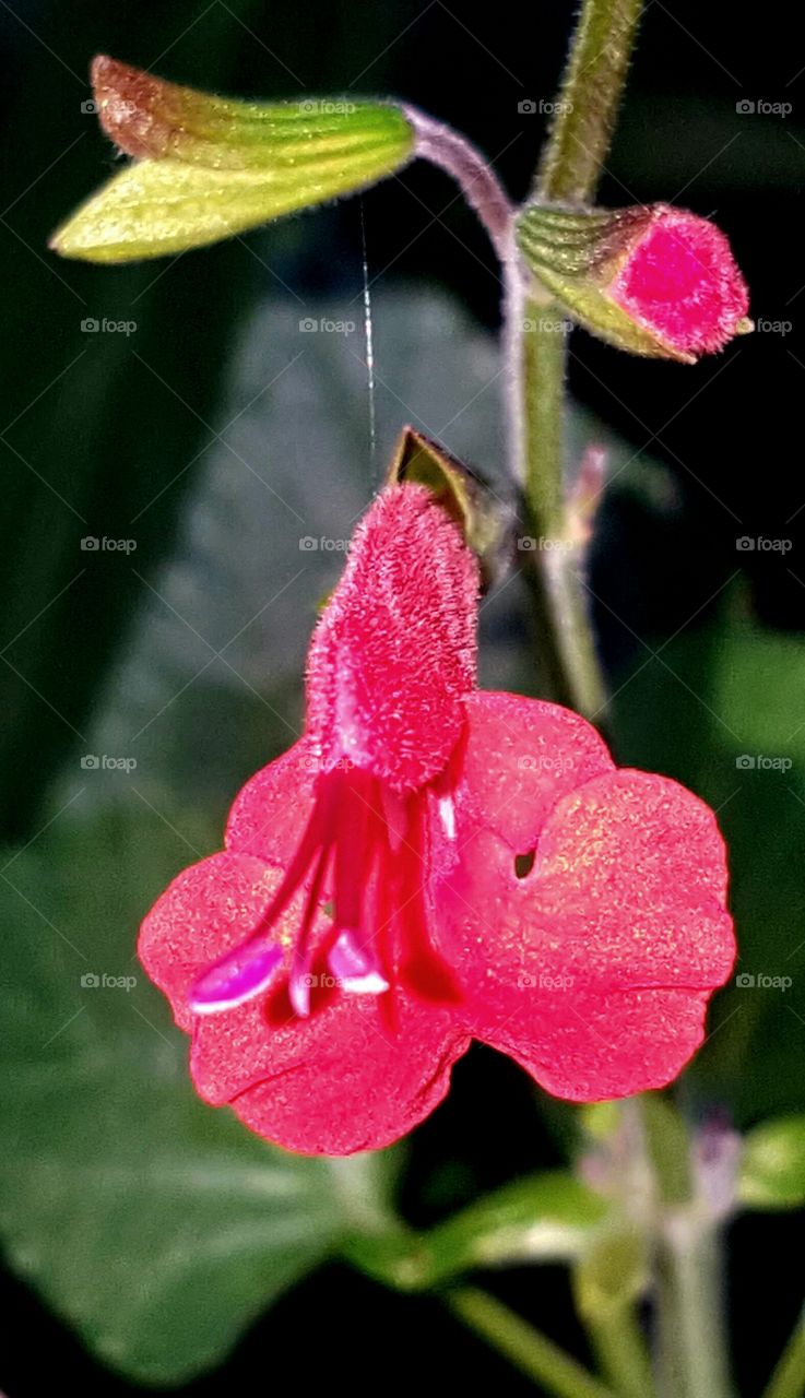 Flower, No Person, Flora, Nature, Leaf