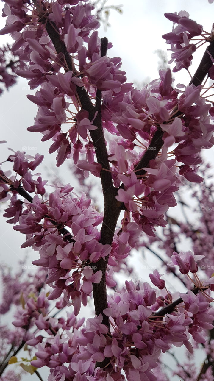 tree branch with pink blossom