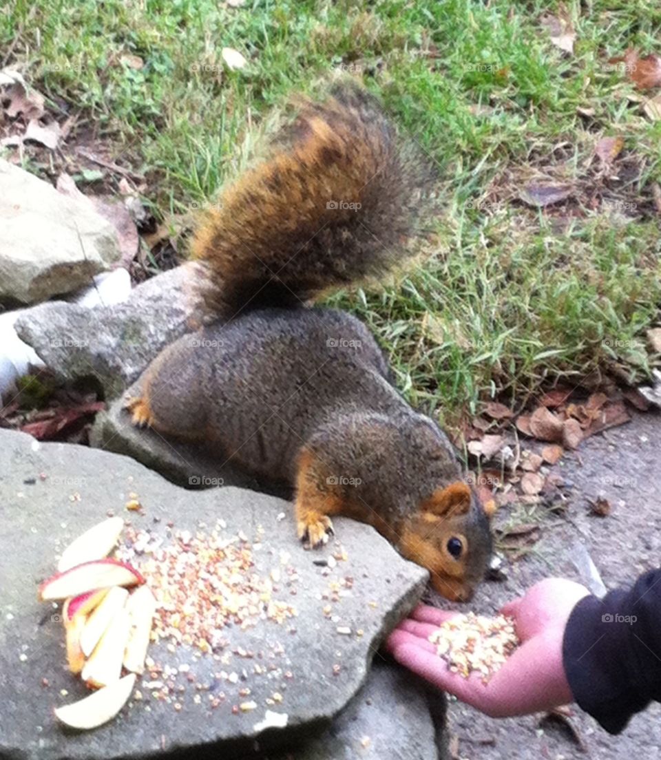 Friendly Squirrel. Just friendly neighborhood squirrel. 