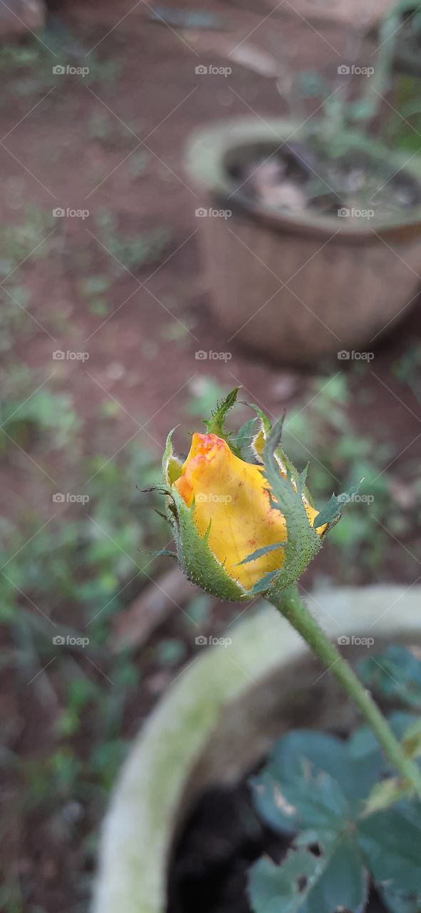 Bud of rose