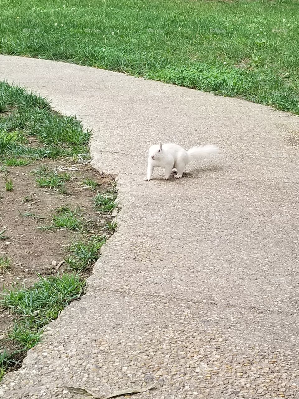 albinos squirrel