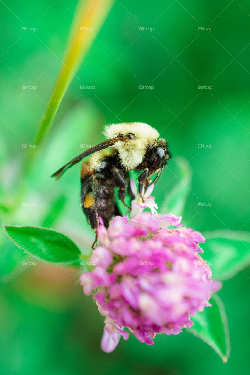 Bumble Bee on Purple Clover Flower Macro 4