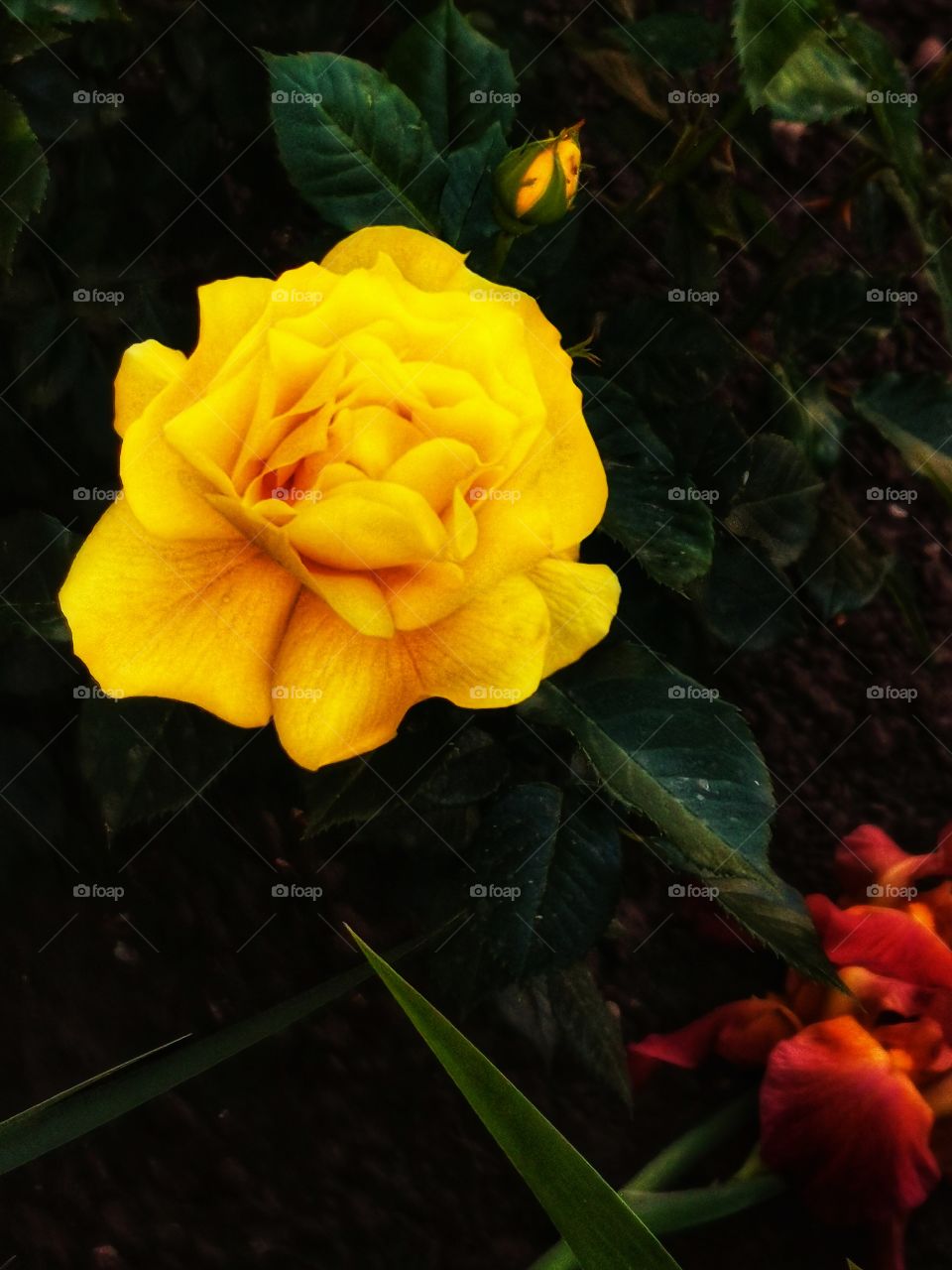 Green plant flower beauty nature greens outdoor plant flower beauty nature