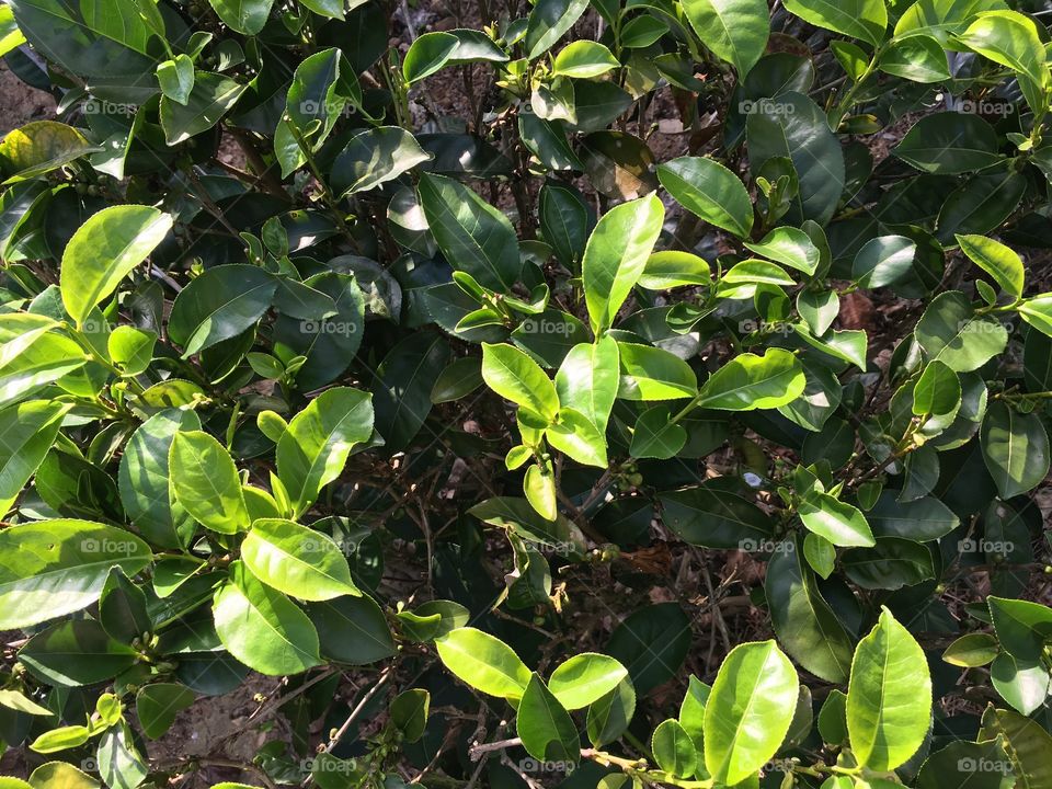 Leaf, Nature, Flora, Growth, No Person