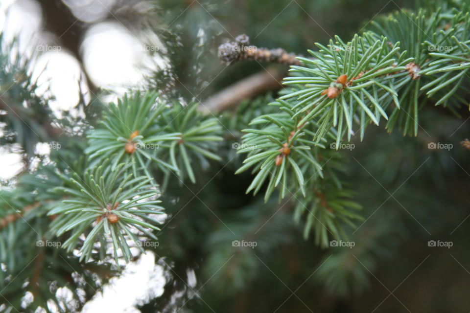 Pine tree 