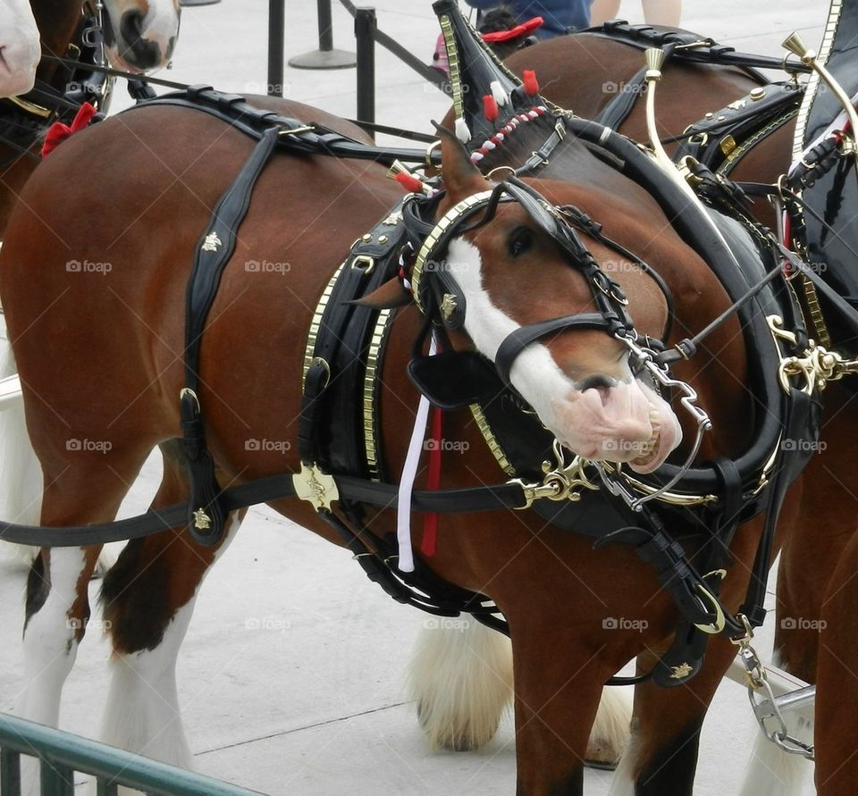 Budweiser Clydesdale 