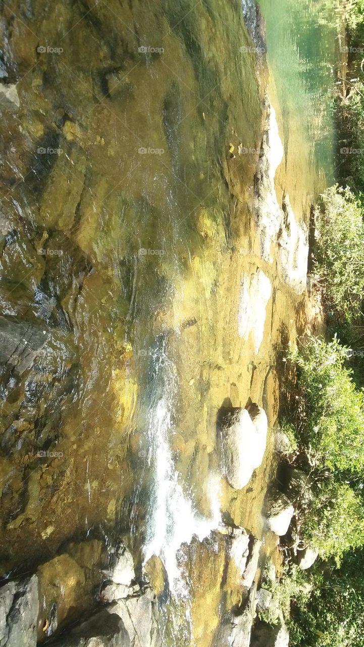 jungle pond captured