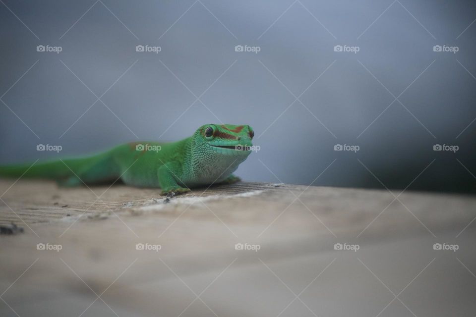 Gecko green smiling