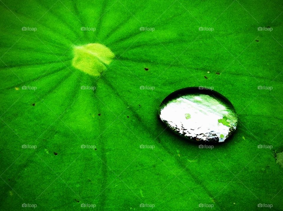 Water drop on the lotus leaf