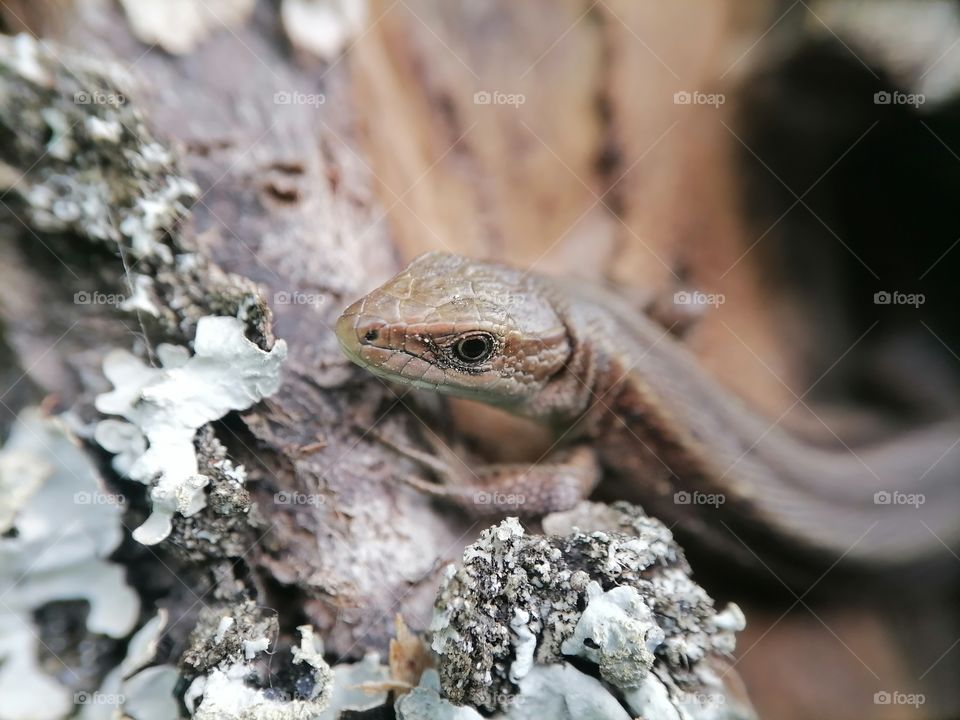 Lizard on a tree, lizard, gecko, tree, fungus, macro photo, lizard macro,