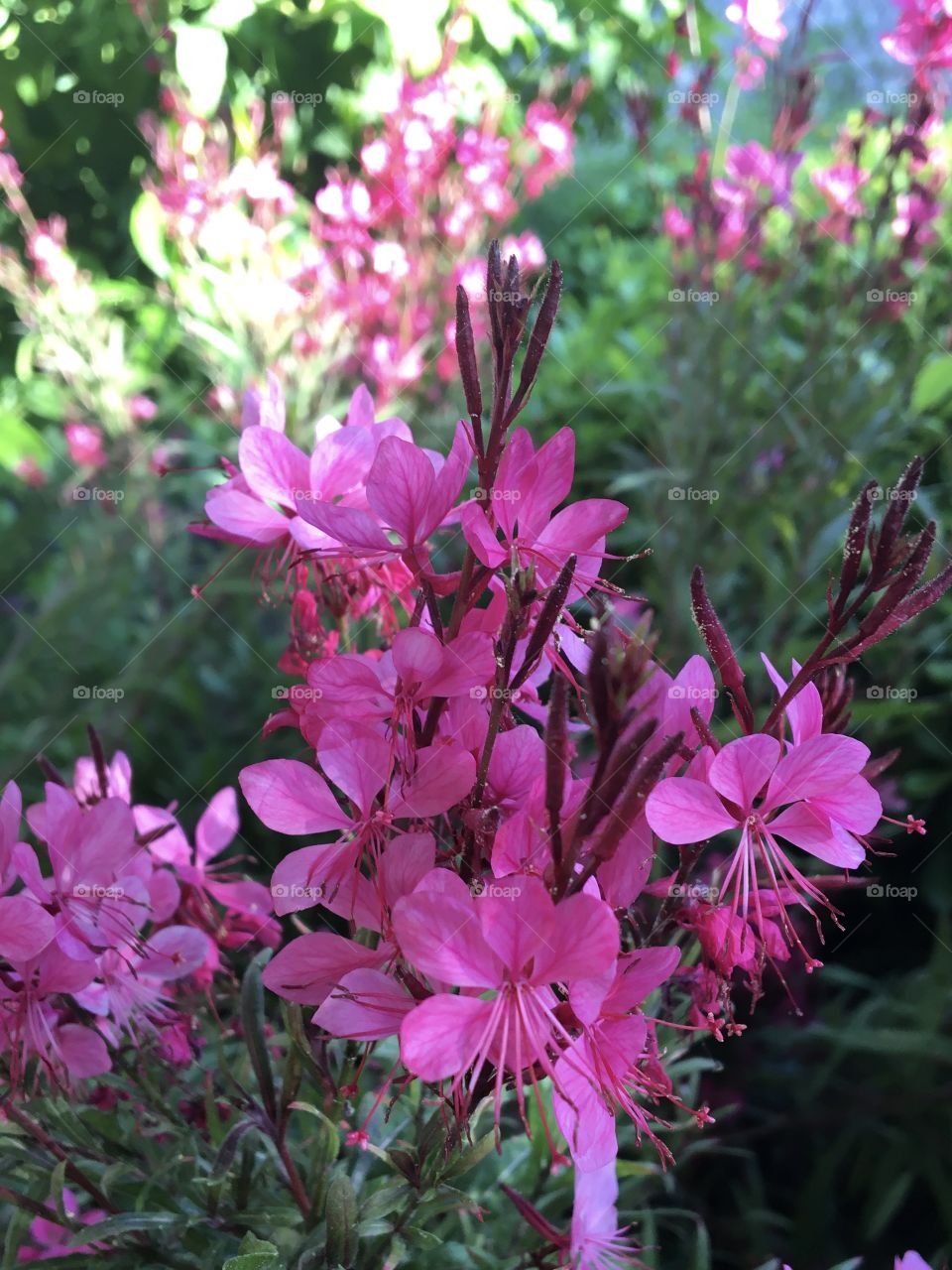 Pink wild lily 