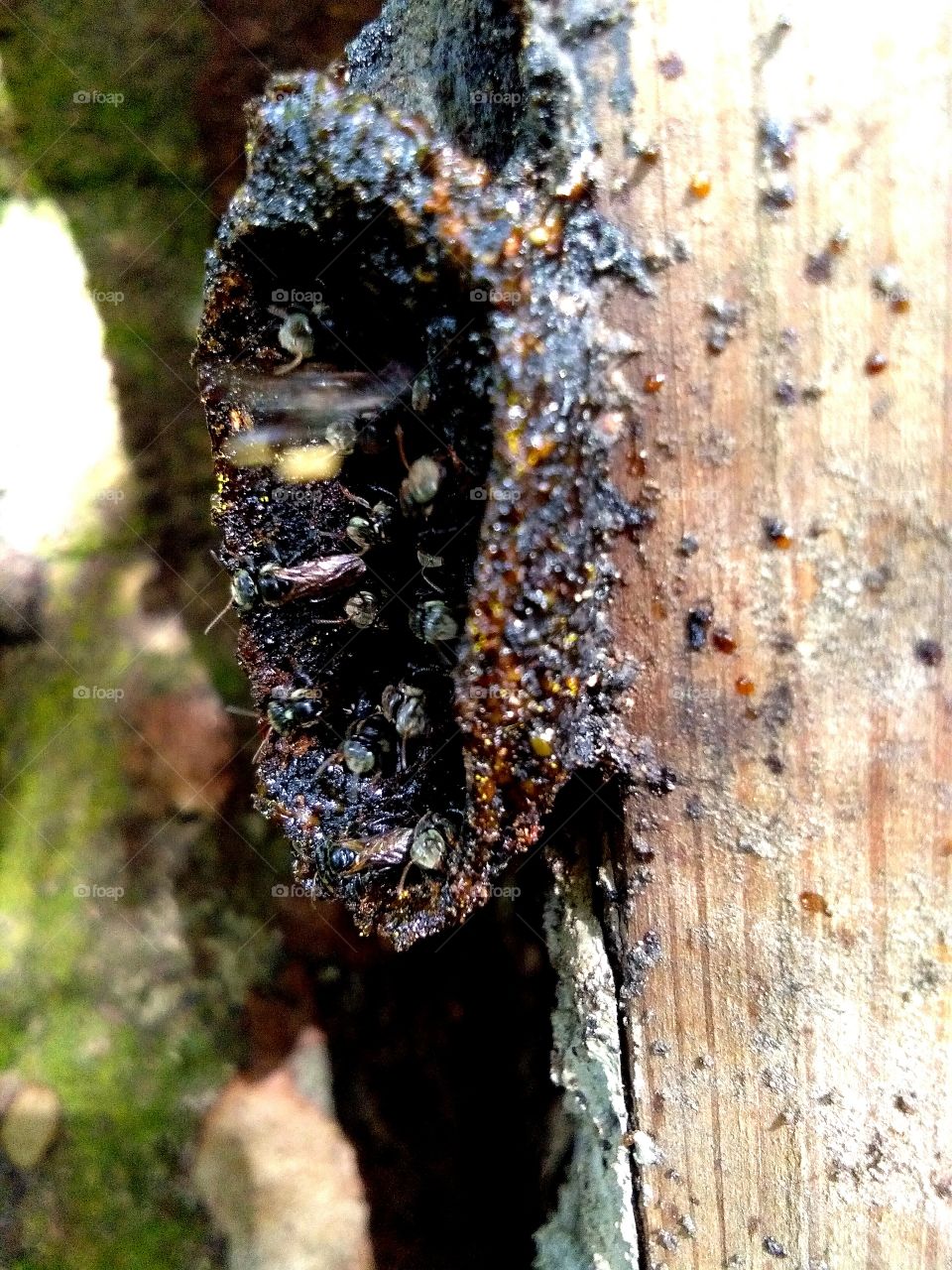 Stingless bees, sometimes called stingless honey bees or simply meliponines, are a large group of bees, comprising the tribe Meliponini.Stingless bees have been shown to be valuable pollinators of crops such as macadamias and mangos