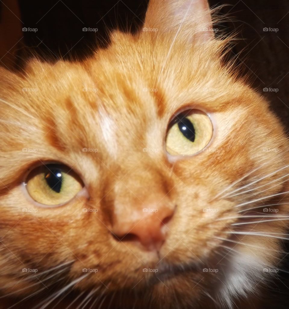 Close up of Ginger Cat