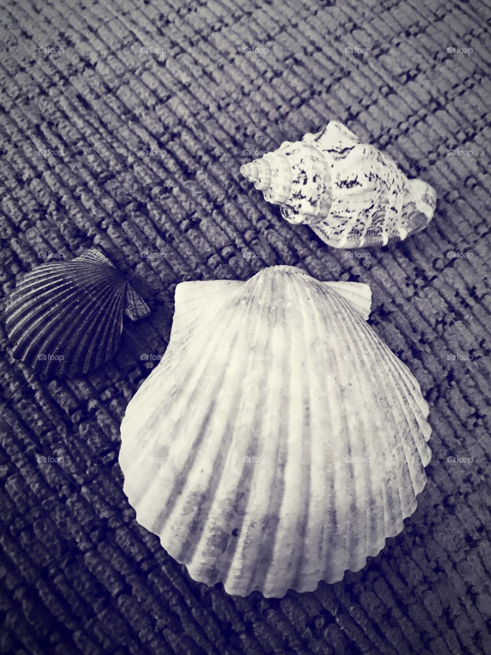 Purple monochrome shells